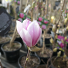 Satisfaction - spruce magnolia - Satisfaction - Magnolia soulangeana