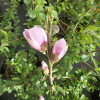 Satisfaction - Tulpen-Magnolie - Satisfaction - Magnolia soulangeana