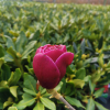 Venus - Magnolie - Venus - Magnolia ; (magnolia 'Bl T' x magnolia 'Pick's Ruby')