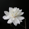 Wildcat - magnolia x loebneri - Magnolia x loebneri 'Wildcat'