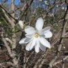 x loebneri 'Merrill' - Loebner Magnolie - Magnolia x loebneri 'Merril'l