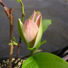 Woodsman - Magnolie ×brooklynensis - Magnolie - Woodsman - Magnolia ×brooklynensis; (magnolia acuminata x magnolia liliiflora)