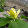 Yellow Bird - Magnolie x brooklynensis - Yellow Bird - magnolia x brooklynensis