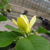 Yellow Bird - magnolia brooklińska - Yellow Bird - magnolia x brooklynensis