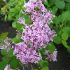 Syringa microphylla 'Superba' - lilac ; common lilac - Syringa microphylla 'Superba'