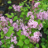 Syringa microphylla 'Superba' - Gemeine Flieder ; Gewöhnliche Flieder - Syringa microphylla 'Superba'