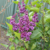 Syringa vulgaris 'Charles Joly' - Lilac - Syringa vulgaris 'Charles Joly'