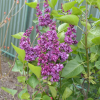 Syringa vulgaris 'Charles Joly' - Lilak pospolity - Syringa vulgaris 'Charles Joly'