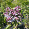 Syringa vulgaris 'Katherine Havemeyer' - Gemeiner Flieder - Syringa vulgaris 'Katherine Havemeyer'