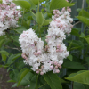 Syringa vulgaris 'Miss Ellen Willmott' - Lilac ; common lilac - Syringa vulgaris 'Miss Ellen Willmott'