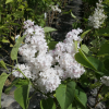 Syringa vulgaris 'Miss Ellen Willmott' - Lilac ; common lilac - Syringa vulgaris 'Miss Ellen Willmott'