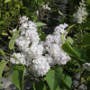 Syringa vulgaris 'Miss Ellen Willmott' - lilak pospolity - Syringa vulgaris 'Miss Ellen Willmott'