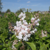 Syringa vulgaris 'Miss Ellen Willmott' - Lilac ; common lilac - Syringa vulgaris 'Miss Ellen Willmott'