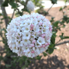 Viburnum carlcephalum - kalina angielska - Viburnum carlcephalum