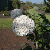 Viburnum carlcephalum - kalina angielska - Viburnum carlcephalum