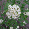 Viburnum lantana - Wollige Schneeball - Viburnum lantana