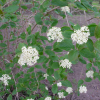 Viburnum lantana - kalina hordowina - Viburnum lantana