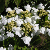 Viburnum plicatum  'Lanarth'-  kalina praska ; kalina japońska ; kalina pagodowa - Viburnum plicatum 'Lanarth'