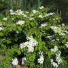 Viburnum plicatum  'Lanarth'-  kalina praska ; kalina japońska ; kalina pagodowa - Viburnum plicatum 'Lanarth'