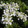 Viburnum plicatum  'Lanarth'-  kalina praska ; kalina japońska ; kalina pagodowa - Viburnum plicatum 'Lanarth'