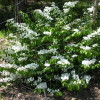 Viburnum plicatum 'Shasta' -Калина складчатая - Viburnum plicatum 'Shasta'