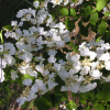Viburnum plicatum 'Shasta' -Калина складчатая - Viburnum plicatum 'Shasta'