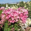 Hydrangea paniculata 'Rendia' DIAMANT ROUGE PBR - Rispenhortensie - Hydrangea paniculata 'Rendia' DIAMANT ROUGE PBR