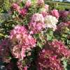 Hydrangea paniculata 'Rendia' DIAMANT ROUGE PBR - Panicle hydrangea - Hydrangea paniculata 'Rendia' DIAMANT ROUGE PBR