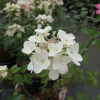 Hydrangea paniculata 'Rendia' DIAMANT ROUGE PBR - hortensja bukietowa - Hydrangea paniculata 'Rendia' DIAMANT ROUGE PBR