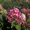 Hydrangea paniculata 'Rendia' DIAMANT ROUGE PBR - hortensja bukietowa - Hydrangea paniculata 'Rendia' DIAMANT ROUGE PBR