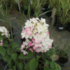 Hydrangea paniculata 'Rendia' DIAMANT ROUGE PBR - hortensja bukietowa - Hydrangea paniculata 'Rendia' DIAMANT ROUGE PBR