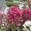 Hydrangea paniculata 'Rendia' DIAMANT ROUGE PBR - hortensja bukietowa - Hydrangea paniculata 'Rendia' DIAMANT ROUGE PBR