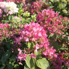 Hydrangea paniculata 'Rendia' DIAMANT ROUGE PBR - Panicle hydrangea - Hydrangea paniculata 'Rendia' DIAMANT ROUGE PBR