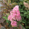 Hydrangea paniculata 'Renba' Fraise Melba PBR - Rispenhortensie - Hydrangea paniculata 'Renba' Fraise Melba PBR