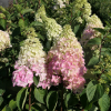 Hydrangea paniculata 'Renba' Fraise Melba PBR - Panicle hydrangea - Hydrangea paniculata 'Renba' Fraise Melba PBR