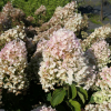 Hydrangea paniculata 'Grandiflora' - hortensja bukietowa - Hydrangea paniculata 'Grandiflora'