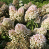 Hydrangea paniculata 'Grandiflora' - hortensja bukietowa - Hydrangea paniculata 'Grandiflora'