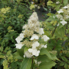 Hydrangea paniculata 'Kyushu' - Panicle hydrangea - Hydrangea paniculata 'Kyushu'