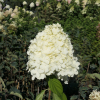 Hydrangea paniculata 'Limelight' PBR - Panicle hydrangea - Hydrangea paniculata 'Limelight' PBR