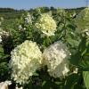 Hydrangea paniculata 'Limelight' PBR - hortensja bukietowa - Hydrangea paniculata 'Limelight' PBR