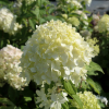 Hydrangea paniculata 'Limelight' PBR - Panicle hydrangea - Hydrangea paniculata 'Limelight' PBR