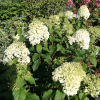 Hydrangea paniculata 'Little Alf' - hortensja bukietowa - Hydrangea paniculata 'Little Alf'