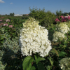 Hydrangea paniculata 'Little Alf' - hortensja bukietowa - Hydrangea paniculata 'Little Alf'