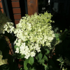 Hydrangea paniculata 'Little Alf' - Rispenhortensie - Hydrangea paniculata 'Little Alf'