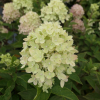 Hydrangea paniculata LITTLE LIME 'Jane' ® - hortensja bukietowa - Hydrangea paniculata LITTLE LIME 'Jane' ®