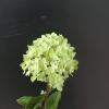 Hydrangea paniculata LITTLE LIME 'Jane' ® - hortensja bukietowa - Hydrangea paniculata LITTLE LIME 'Jane' ®