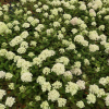 Hydrangea paniculata LITTLE LIME 'Jane' ® - Panicle hydrangea - Hydrangea paniculata LITTLE LIME 'Jane' ®