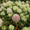 Hydrangea paniculata LITTLE LIME 'Jane' ® - Panicle hydrangea - Hydrangea paniculata LITTLE LIME 'Jane' ®