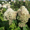 Hydrangea paniculata 'LC NO5' Living Summer Snow PBR- Rispenhortensie - Hydrangea paniculata 'LC NO5' Living Summer Snow PBR-