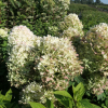 Hydrangea paniculata 'LC NO5' Living Summer Snow PBR- Rispenhortensie - Hydrangea paniculata 'LC NO5' Living Summer Snow PBR-